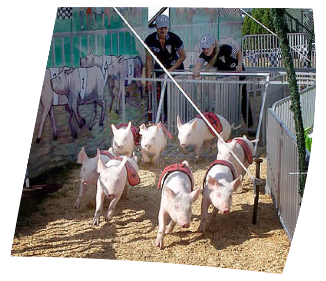 Pig Races at Big Texas Fun 2024